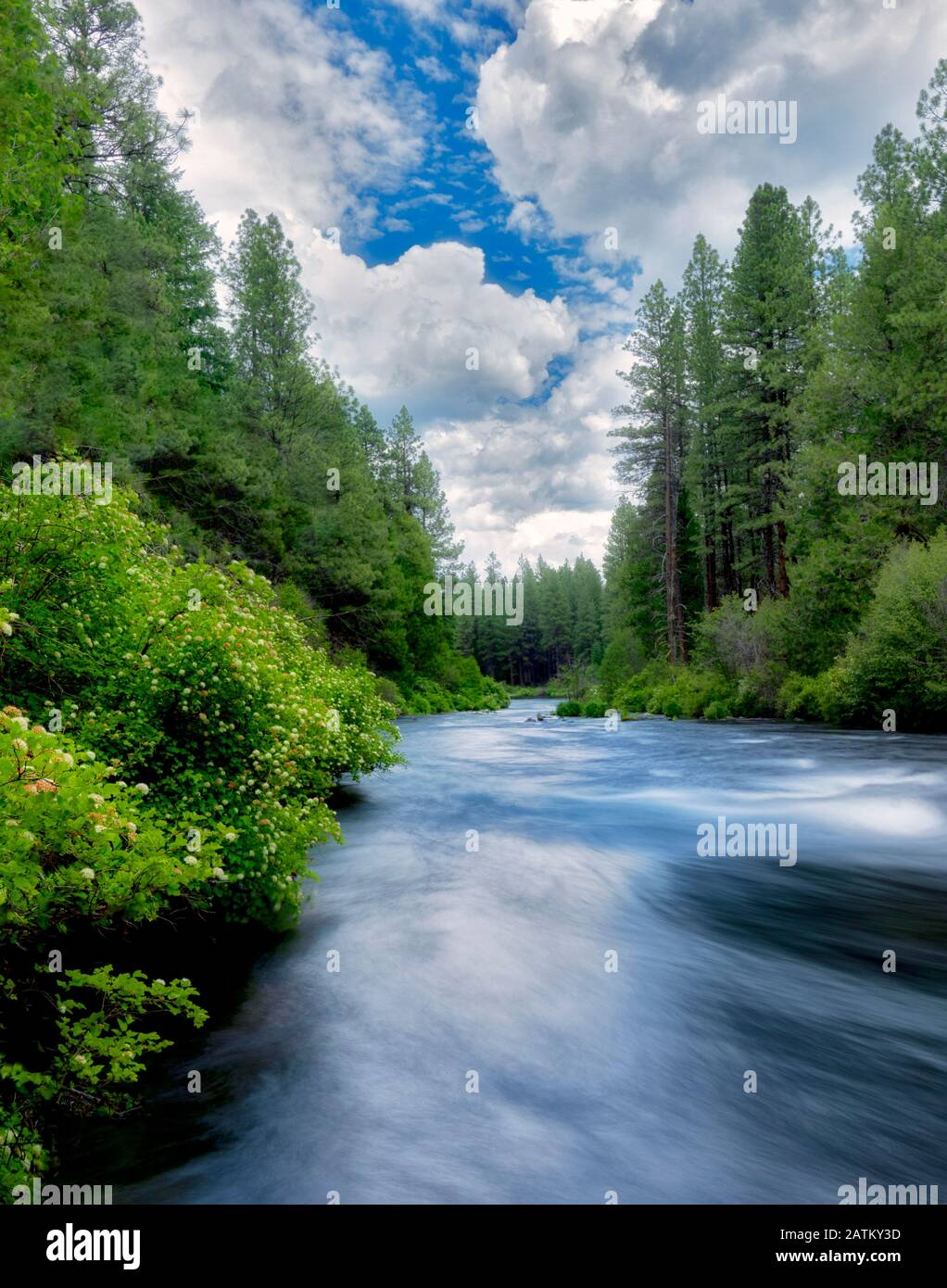 Metolius River mit blühenden Büschen, Oregon Stockfoto