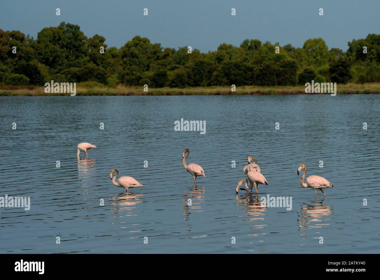 Greater Flamingo - Phönicopterus roseus die am weitesten verbreitete und größte Flamingo-Familie, die in Afrika, Indien, dem Nahen Osten und im Süden vorkommt Stockfoto