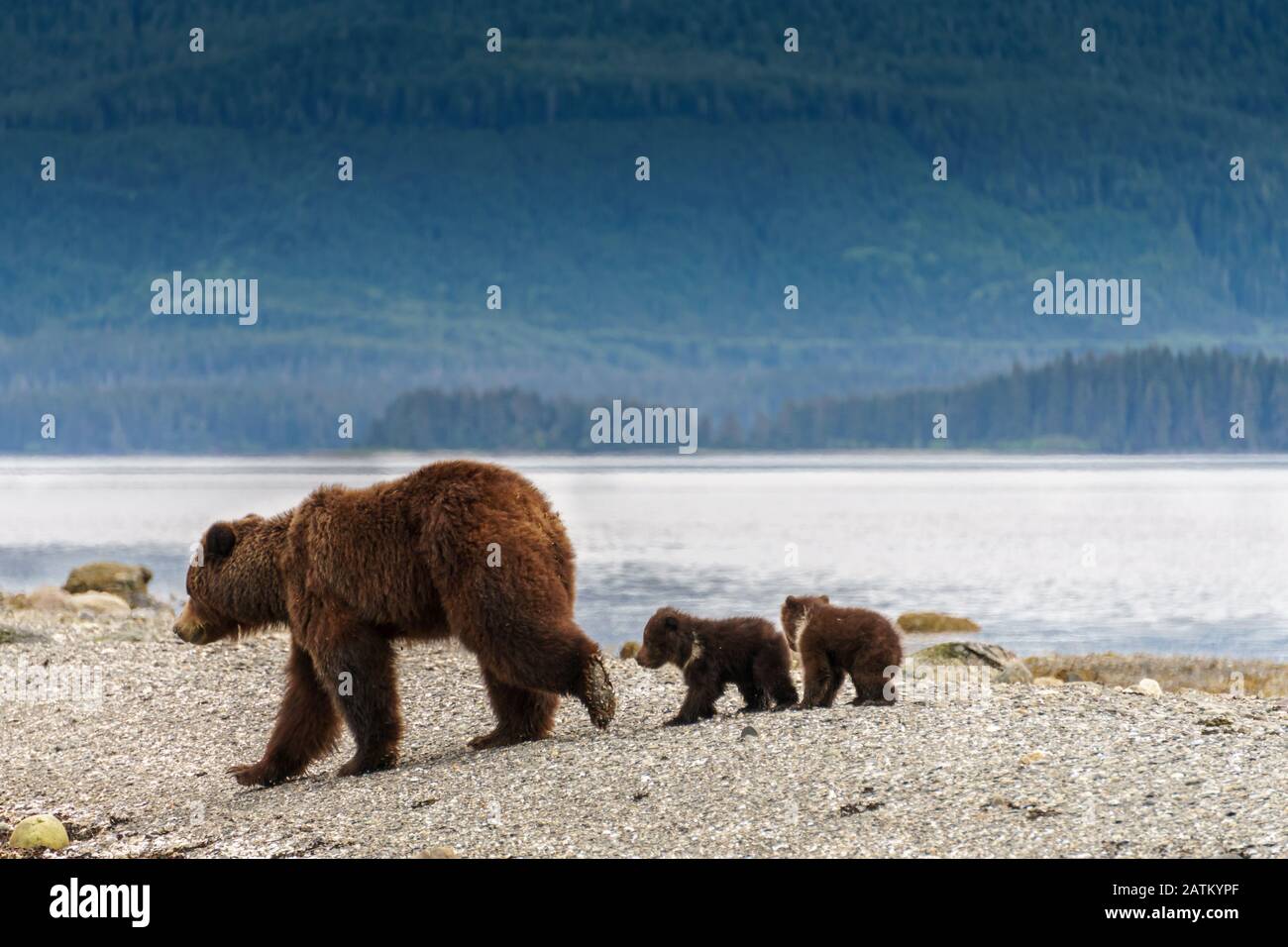 Mutter trägt zwei kleine Jungen. Strand in Alaska. Braune Tiere und Kinder suchen nach Nahrung, dahinter liegt Wald. Ausflug mit dem Wasserflugzeug in Juneau. Stockfoto