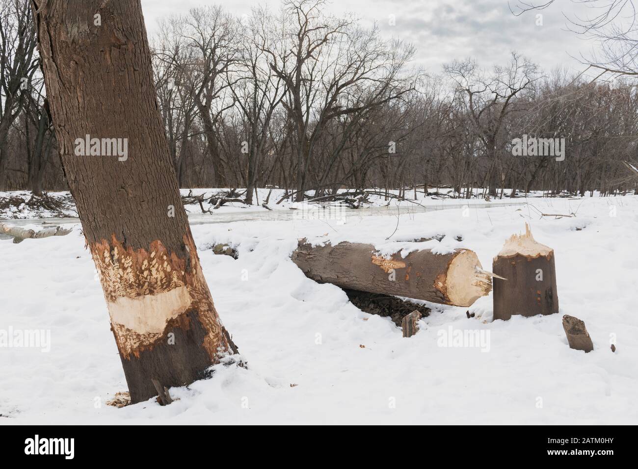 Cottonwood-Baum, gekaut von American Beaver (Castor canadensis), Ost-Nordamerika, von Dominique Braud/Dembinsky Photo Assoc Stockfoto