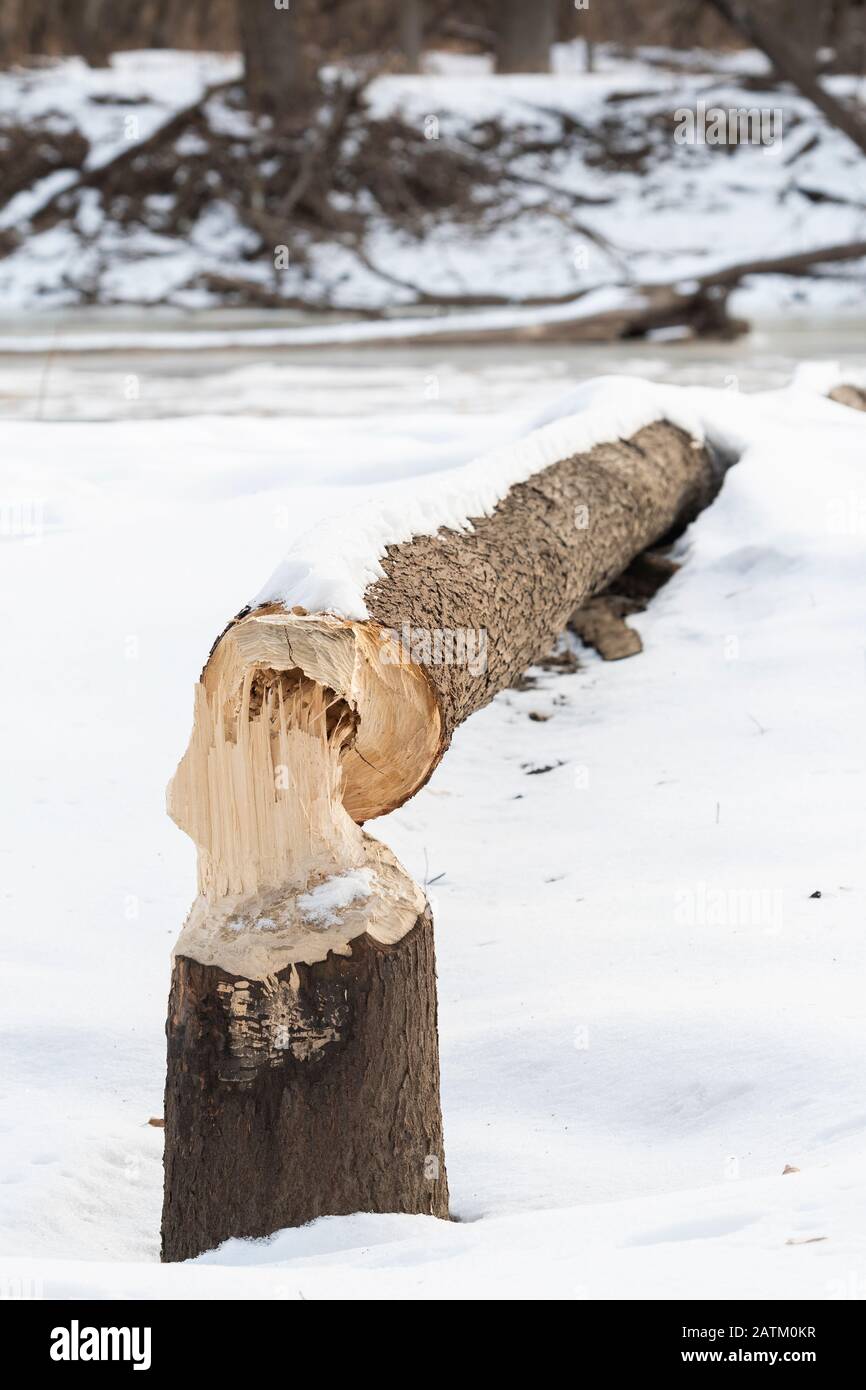 Cottonwood-Baum, gekaut von American Beaver (Castor canadensis), Ost-Nordamerika, von Dominique Braud/Dembinsky Photo Assoc Stockfoto