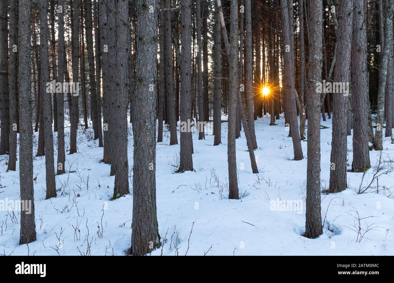 Evergreens bei Sonnenuntergang, Ende Dezember, MN, USA, von Dominique Braud/Dembinsky Photo Assoc Stockfoto