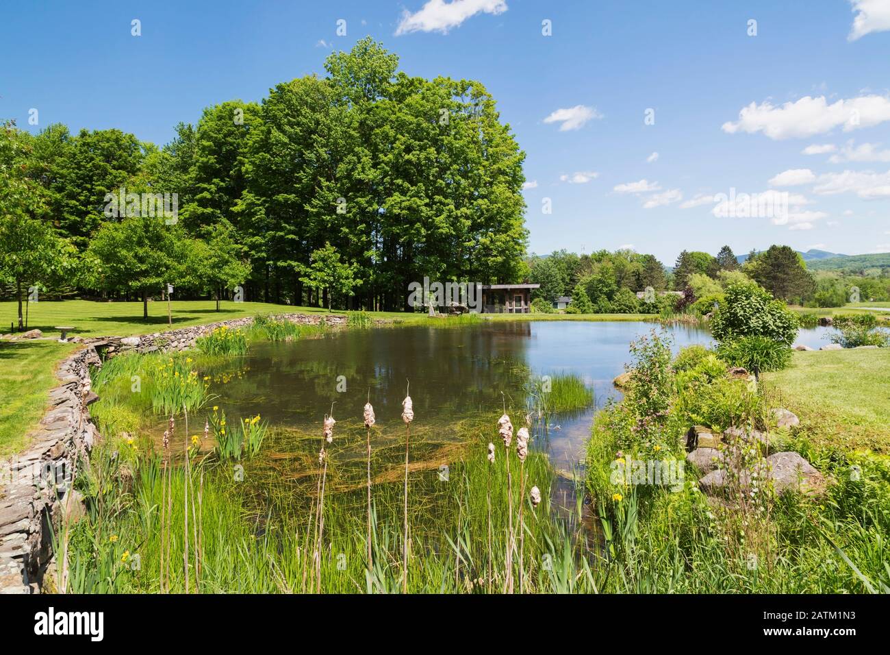 Gelb eingefasste variegata Fotos und Bildmaterial in hoher Auflösung