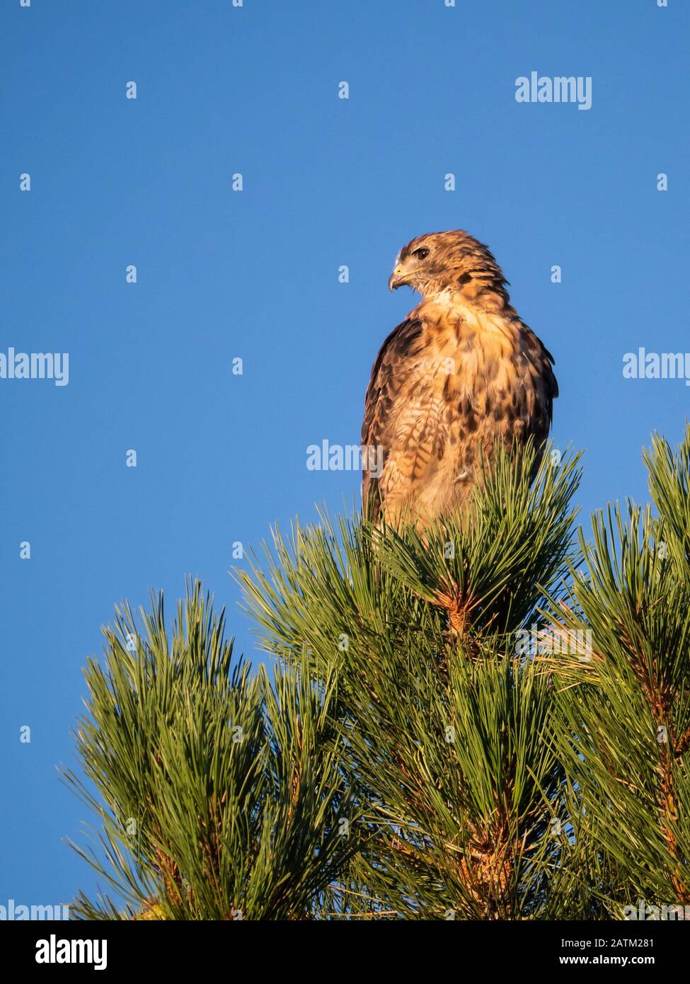 Rotschwänziger Falke auf einem Baum, Red Canyon Lodge, Ashley National Forest in der Nähe des niederländischen John, Utah. Stockfoto