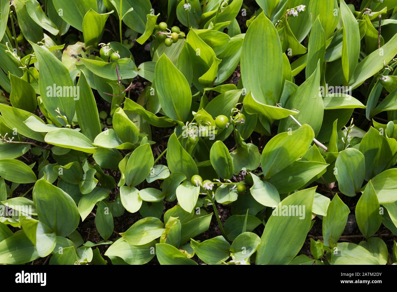 Giftige zierpflanze Fotos und Bildmaterial in hoher Auflösung Alamy