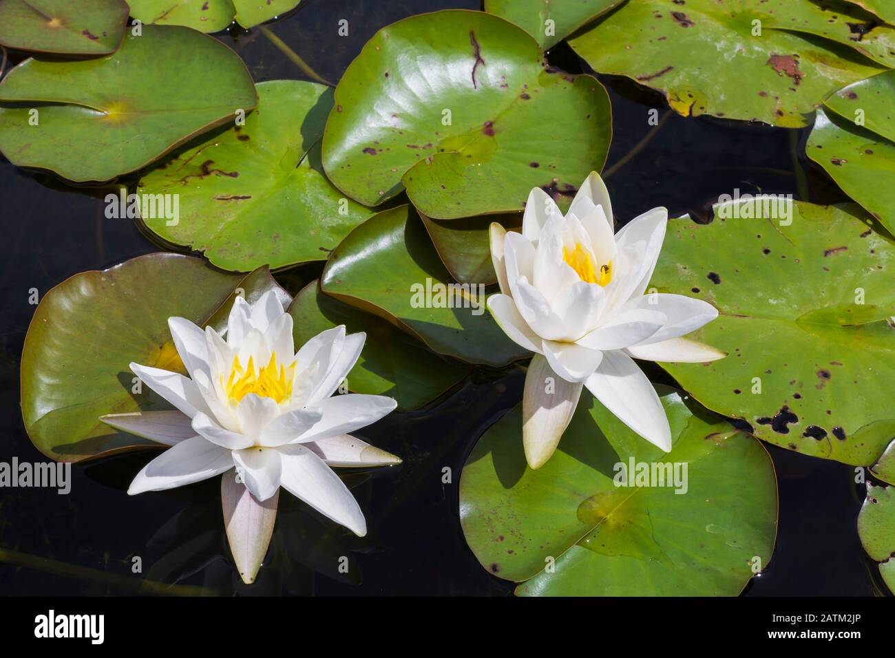 Nymphaea alba - Seerosenblüten mit Insektenschäden und Rost Flecken auf Teichoberfläche im Sommer Stockfoto