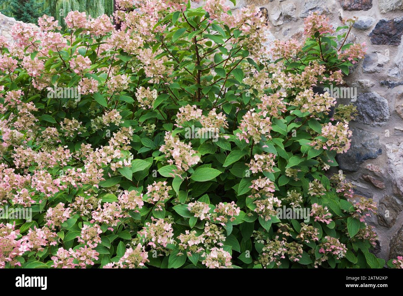 Hortensien Blumen im Garten im Garten im Sommer Stockfoto
