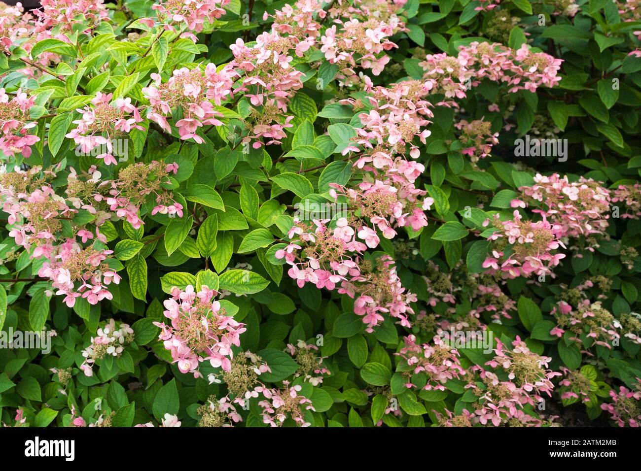 Hortensien Blumen im Garten im Garten im Sommer Stockfoto