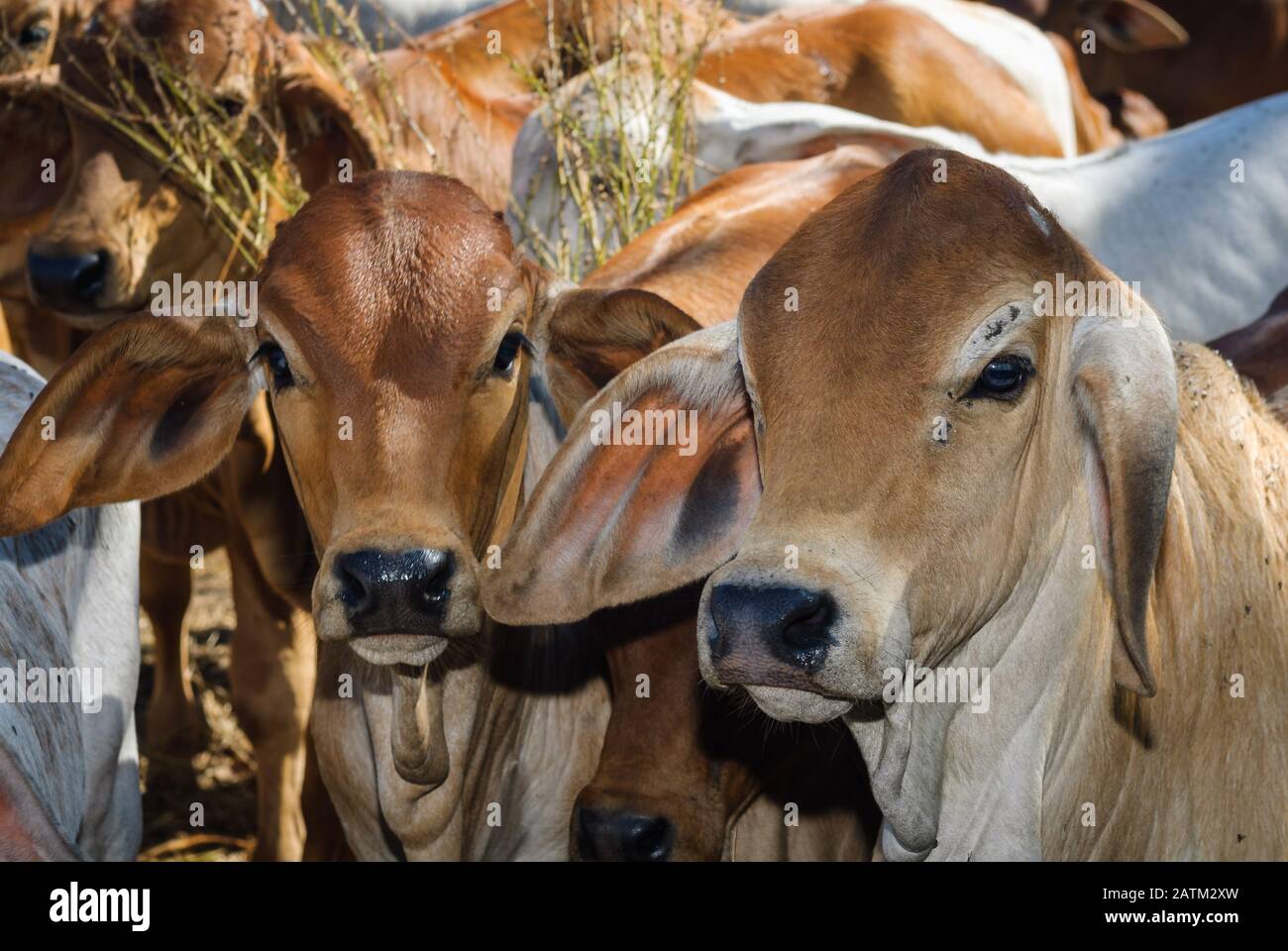 Herde junger brahmanischer Tiere, die in einem Stift auf die Beladung auf Viehwaster warten. Stockfoto