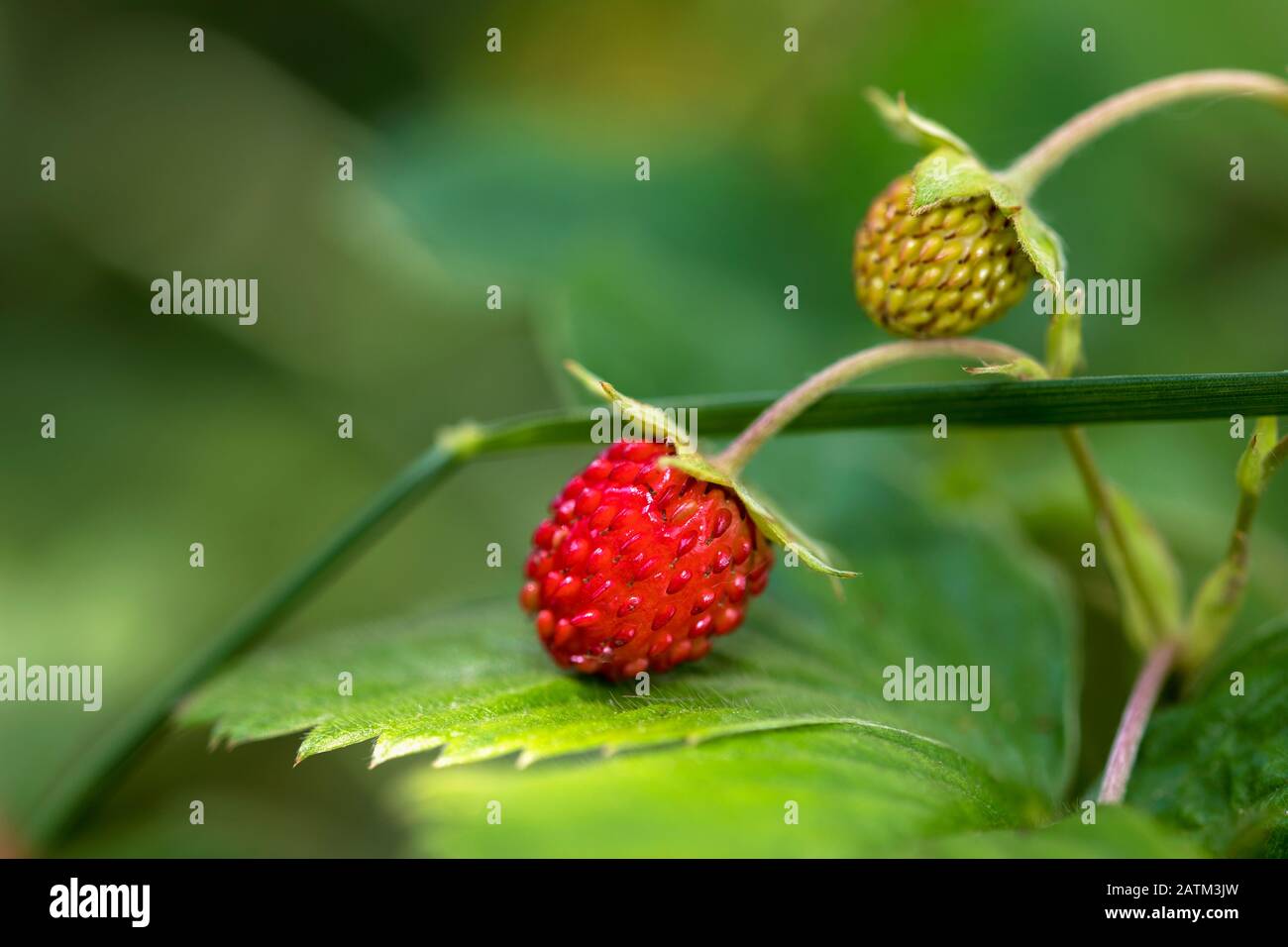 Nahaufnahme von frischen, wilden Erdbeeren, die im Wald wachsen. Bild Stockfoto