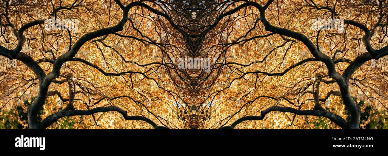 Surreale Spiegelbildkompositie aus japanischen Ahorn Tree (Acer palmatum) Zweigen - North Carolina Arboretum, Asheville, North Carolina, USA Stockfoto