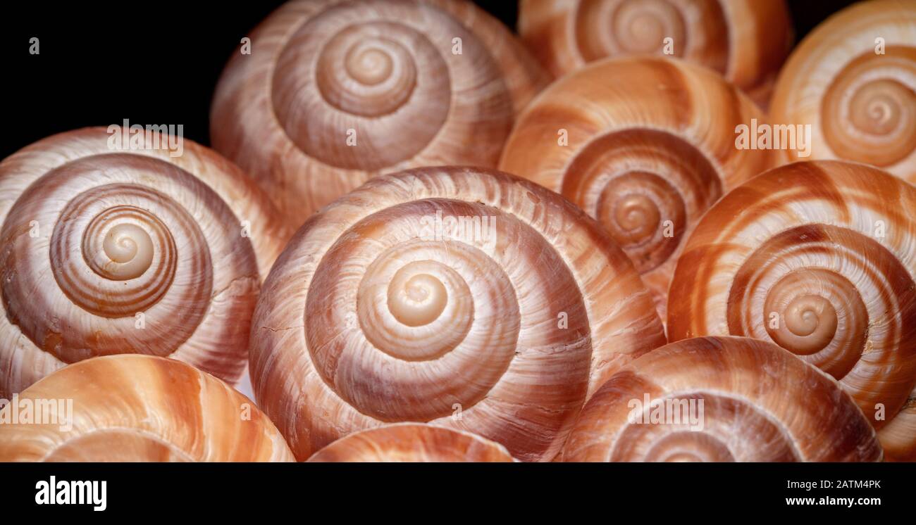 Nahaufnahme von dekorativen Schneckenschalen vor schwarzem Hintergrund - Brevard, North Carolina Stockfoto