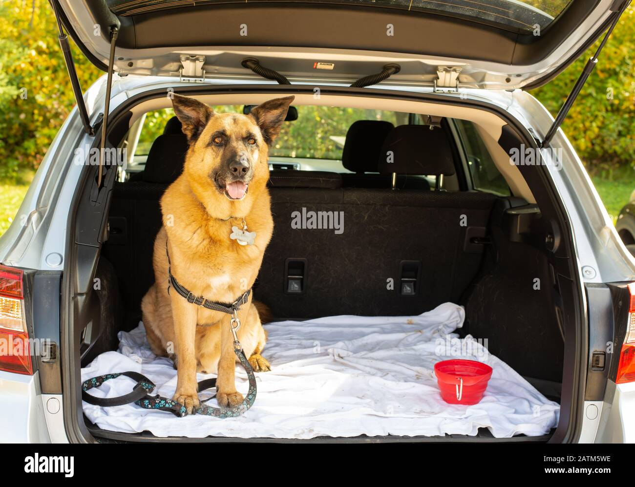 Ein deutscher Hirtenkreuzhund, Canis lupus familiaris, sitzt im Rücken eines Subaru Outback. Stockfoto