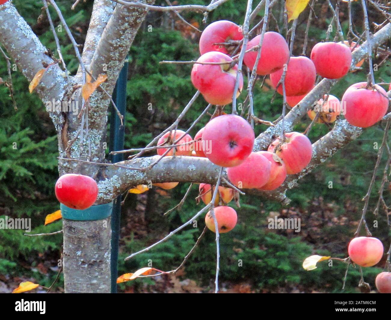 Gefrorene rote Äpfel an einem nackten Baum Stockfoto