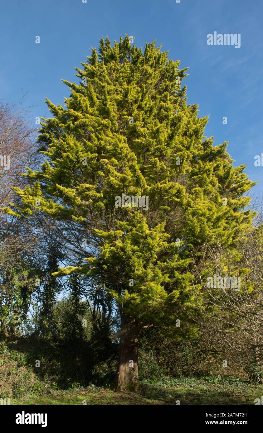 Winterliches Laub eines Evergreen Monterey Cypress Tree (Cupressus macrocarpa 'Goldspire') mit blauem Himmelshintergrund in einem Garten in. Devon, England, Großbritannien Stockfoto