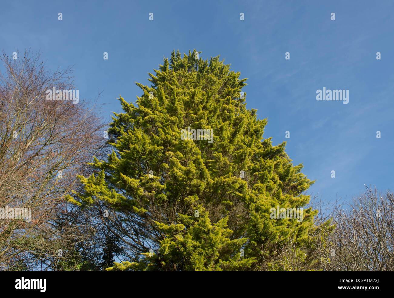 Winterliches Laub eines Evergreen Monterey Cypress Tree (Cupressus macrocarpa 'Goldspire') mit blauem Himmelshintergrund in einem Garten in. Devon, England, Großbritannien Stockfoto