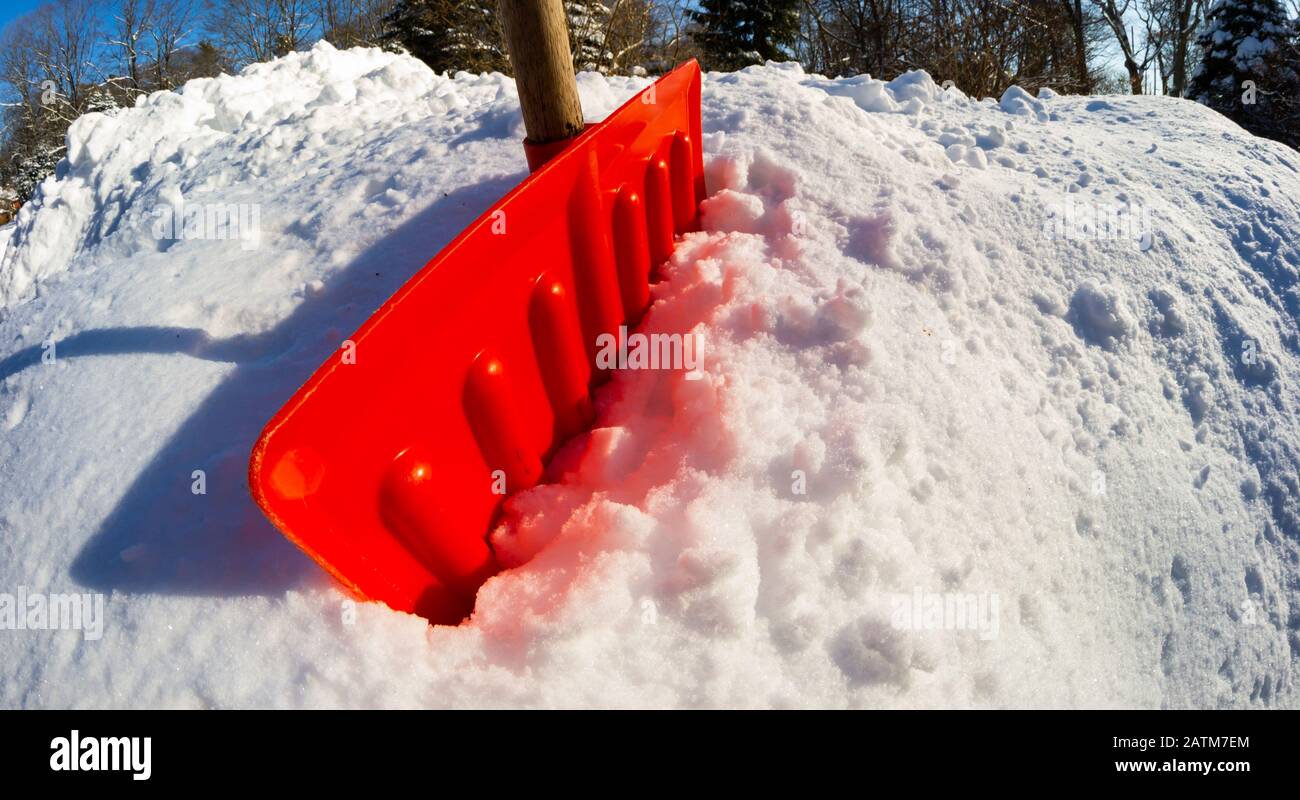 Eine rote Schneeschaufel grub sich in eine große Schneebank ein Stockfoto