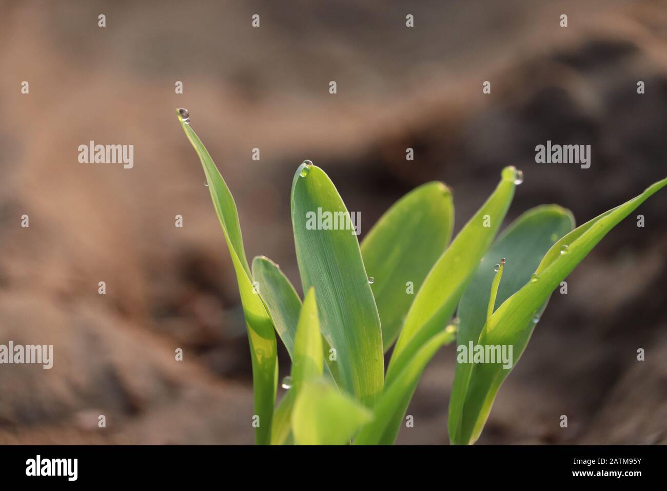 Nahaufnahme von Maispflanzen auf Wassertropfen am Morgen, Pflanzen in der Natur Stockfoto