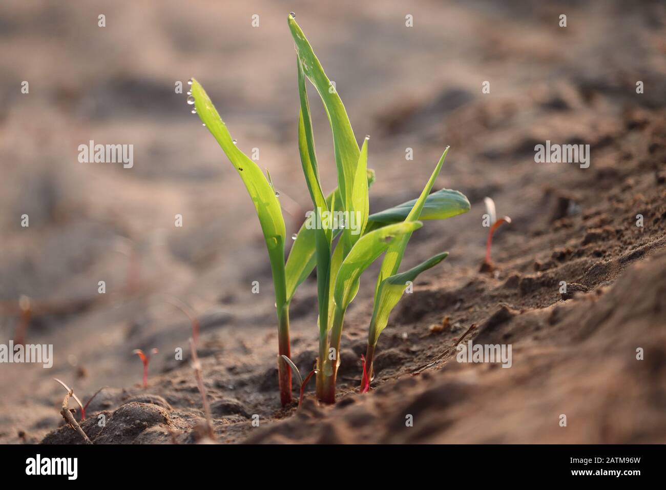 Maispflanzen auf Wassertropfen am Morgen Stockfoto