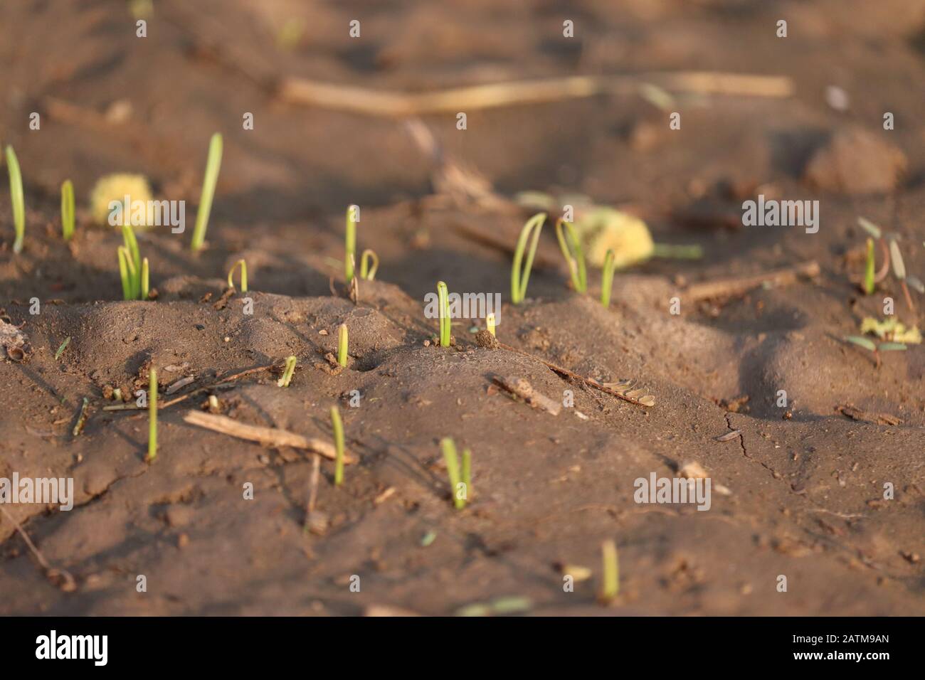 Sehr wenig Pflanzen mit Samen Stockfoto