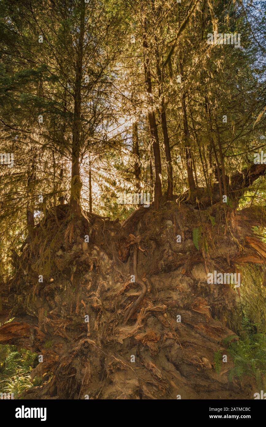 Bäume, die über umgestürztem Baumbestand wachsen, Wurzeln, Fichte Nature Trail, hoher Regenwald, Olympischer Nationalpark, Washington State, USA Stockfoto