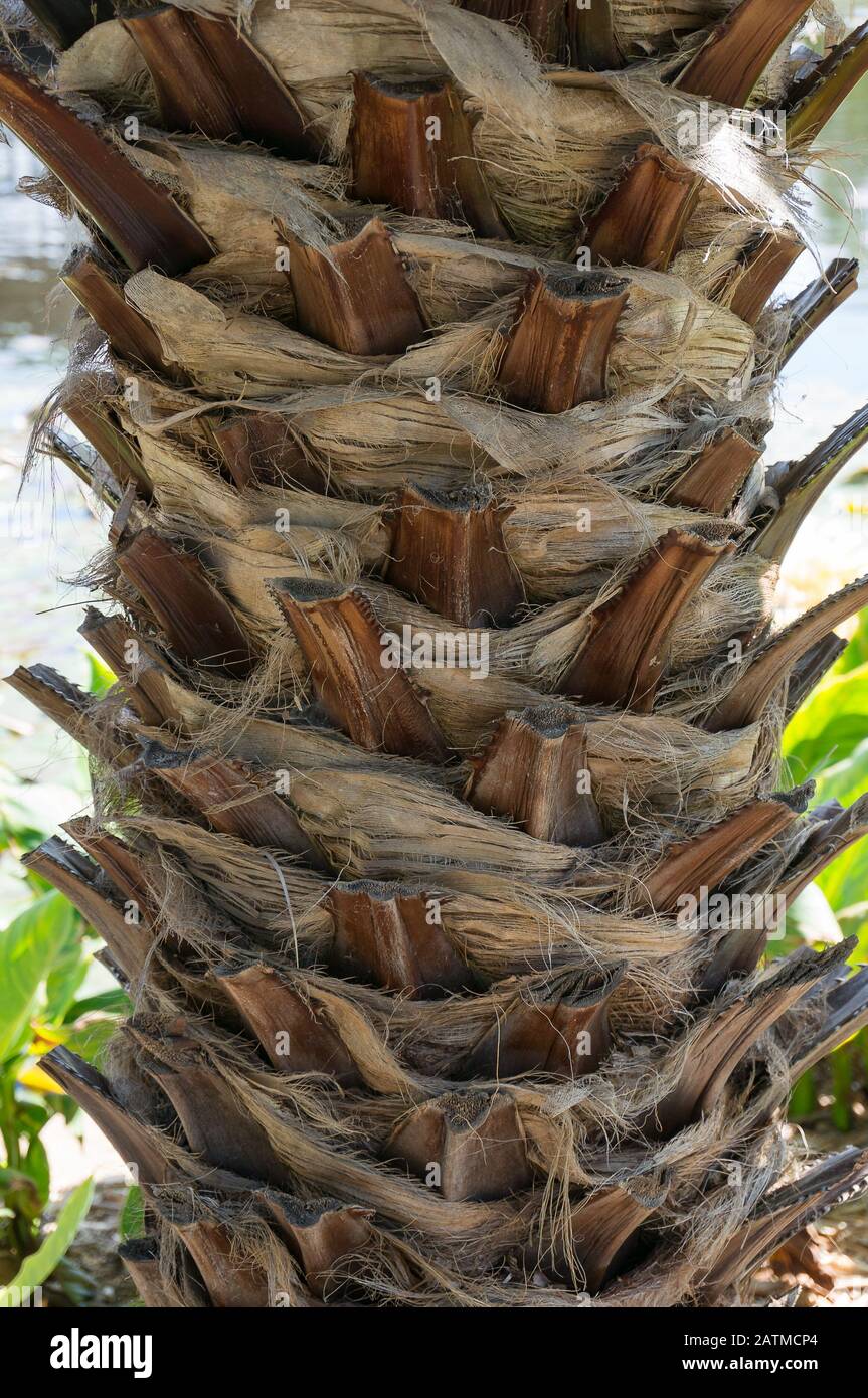 Nahaufnahme der Baumstruktur mit getrockneten Blattrosanten Stockfoto