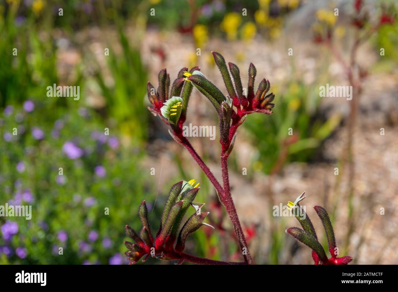 Anigozanthos Flavidus oder Kangaroo Paw Pflanzen mit gelben und roten Blumen. Australische einheimische Blumen, immergrüne Flora Stockfoto