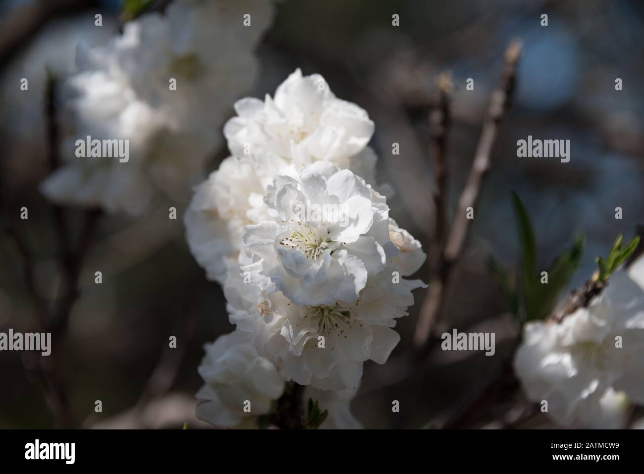 Nahaufnahme der schönen weißen Blumen von Sakura, Kirschbaum. Blühender Baum Frühling Hintergrund Stockfoto