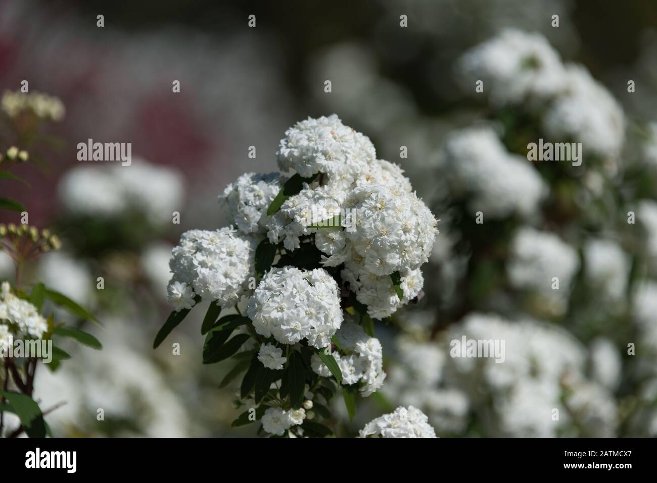 Nahaufnahme von Cape May oder May Bush Pflanzen weiße Blumen. Blühende Reeves Spiraea Natur Hintergrund Stockfoto