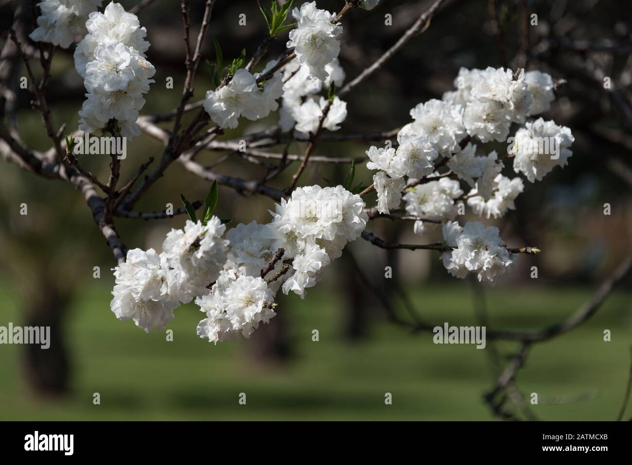 Weißer Kirschblütenzweig im Garten. Blühender Baum Frühling Natur Hintergrund Stockfoto