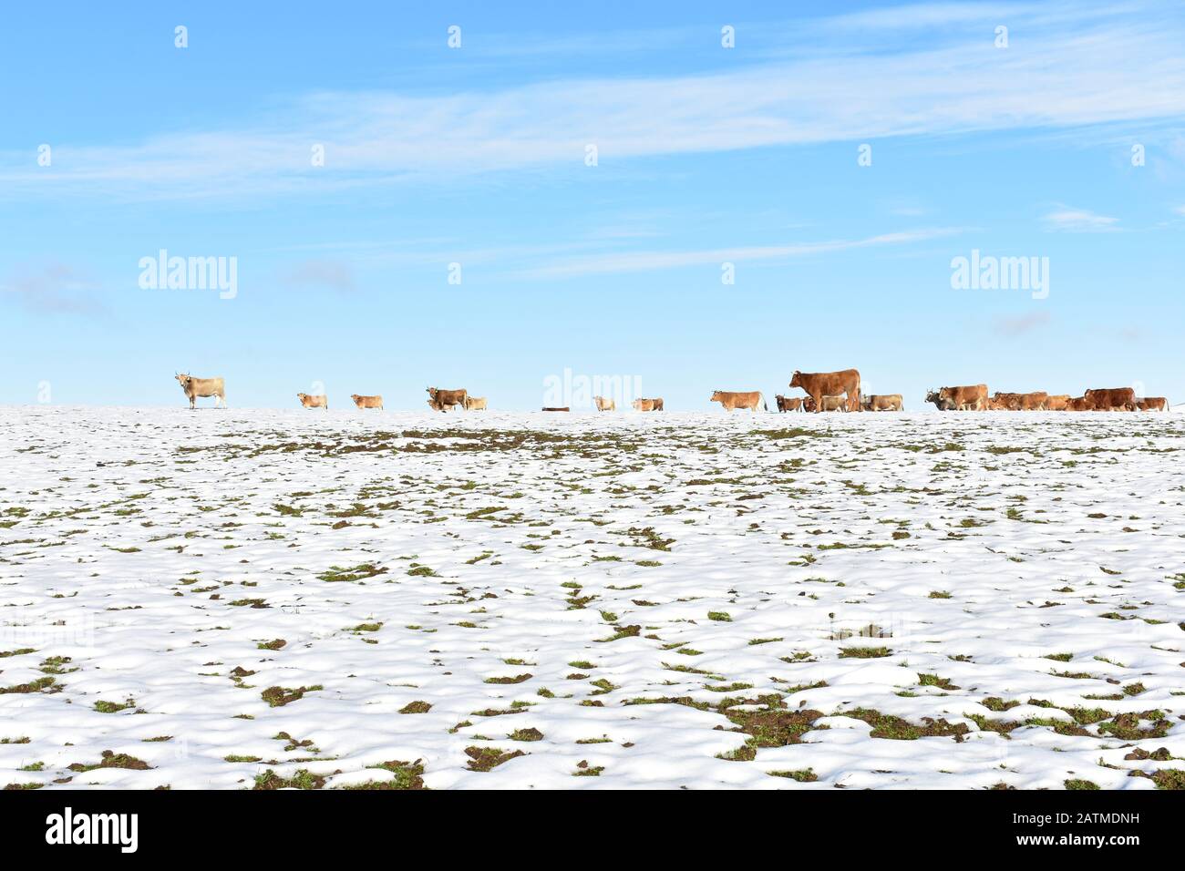 Winterlandschaft mit schneebedecktem Weißfeld, Kuhherde und blauem Himmel. Bergregion Ancares, Lugo, Galicien, Spanien. Stockfoto