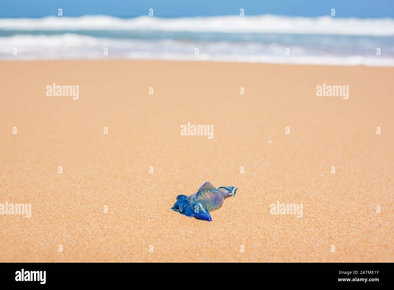 Physalia Utriculus Stockfotos Und Bilder Kaufen Alamy