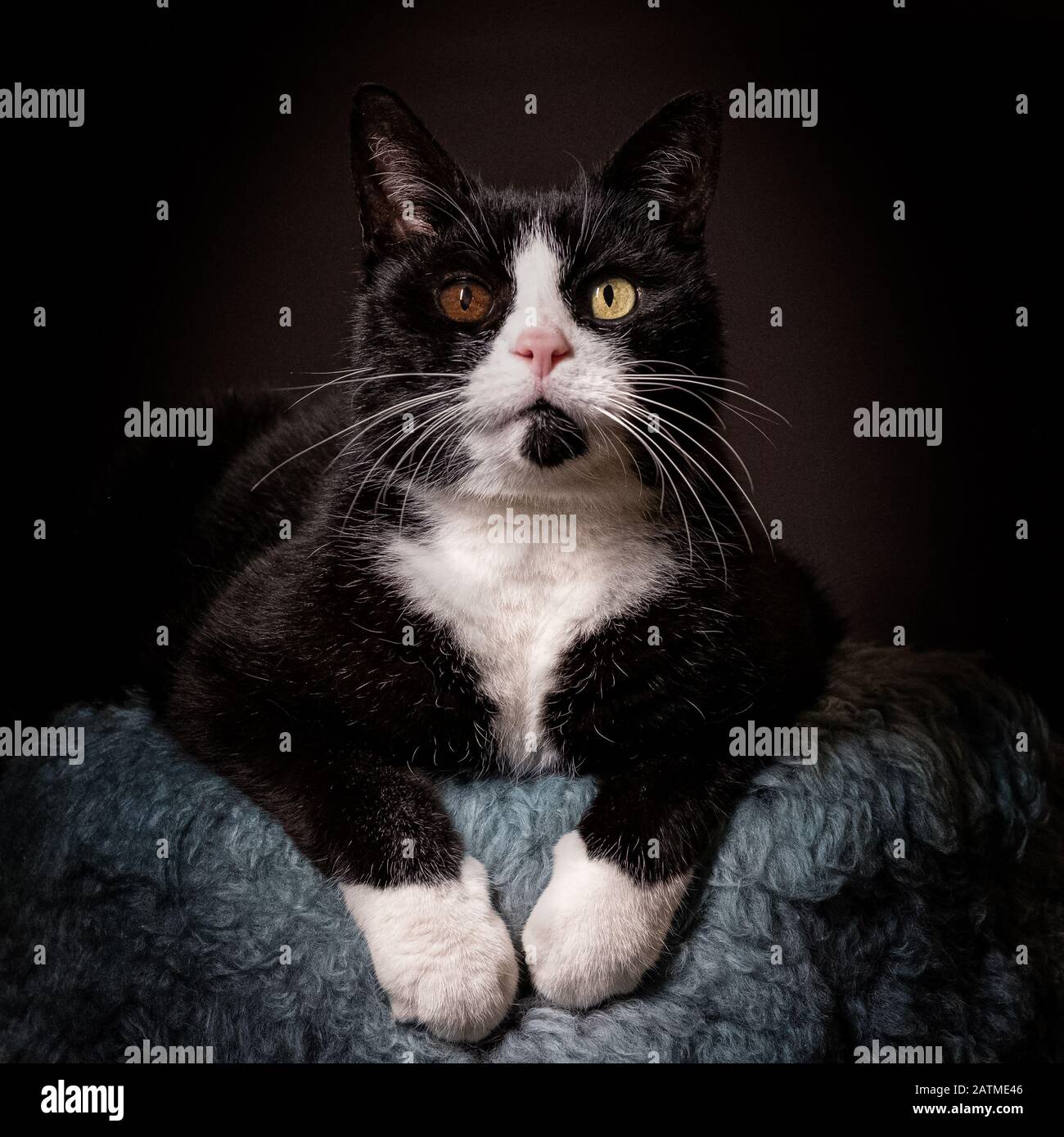 Studio mit einem braunen und einem grünen Auge, das auf einem weichen Stuhl vor schwarzem Hintergrund sitzt, aus Rücken und weißem Tomcat Stockfoto