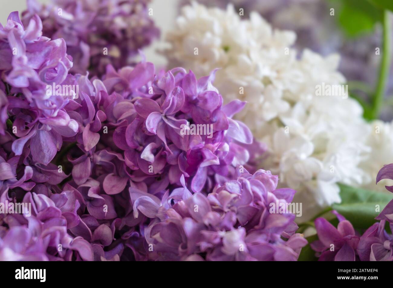 Lila lila Liliazenblüten dicht auf. Geblümter Hintergrund mit Frühlingsblume in modernen violetten violetten Tönen mit Weiß Stockfoto