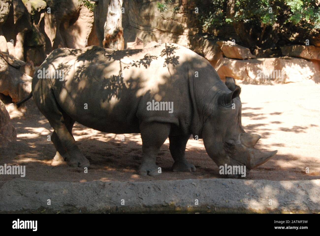 Zoo Valencia Spanien. Bioparc Valencia. Zoo der neuen Generation mit Zoo-Immersion-Philosophie. Sammlung afrikanischer Tiere. Nashörner in Zooumgebung Stockfoto