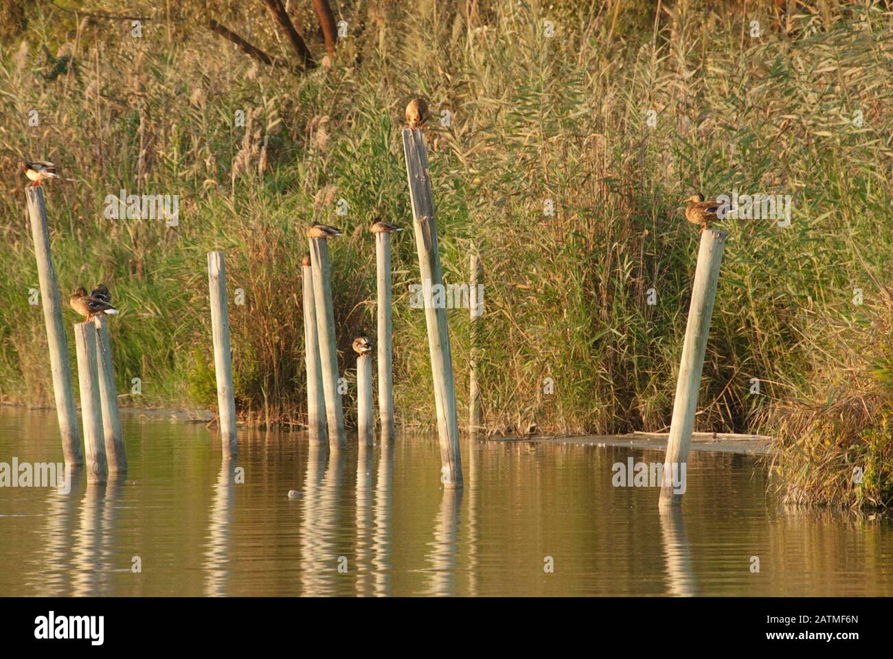 Albufera De Valencia Nature Preserve in El Palmar, Valencia, Spanien. Süßwasserlagune. Enten, die auf Holzpfosten sitzen und am Rand der Lagune liegen Stockfoto