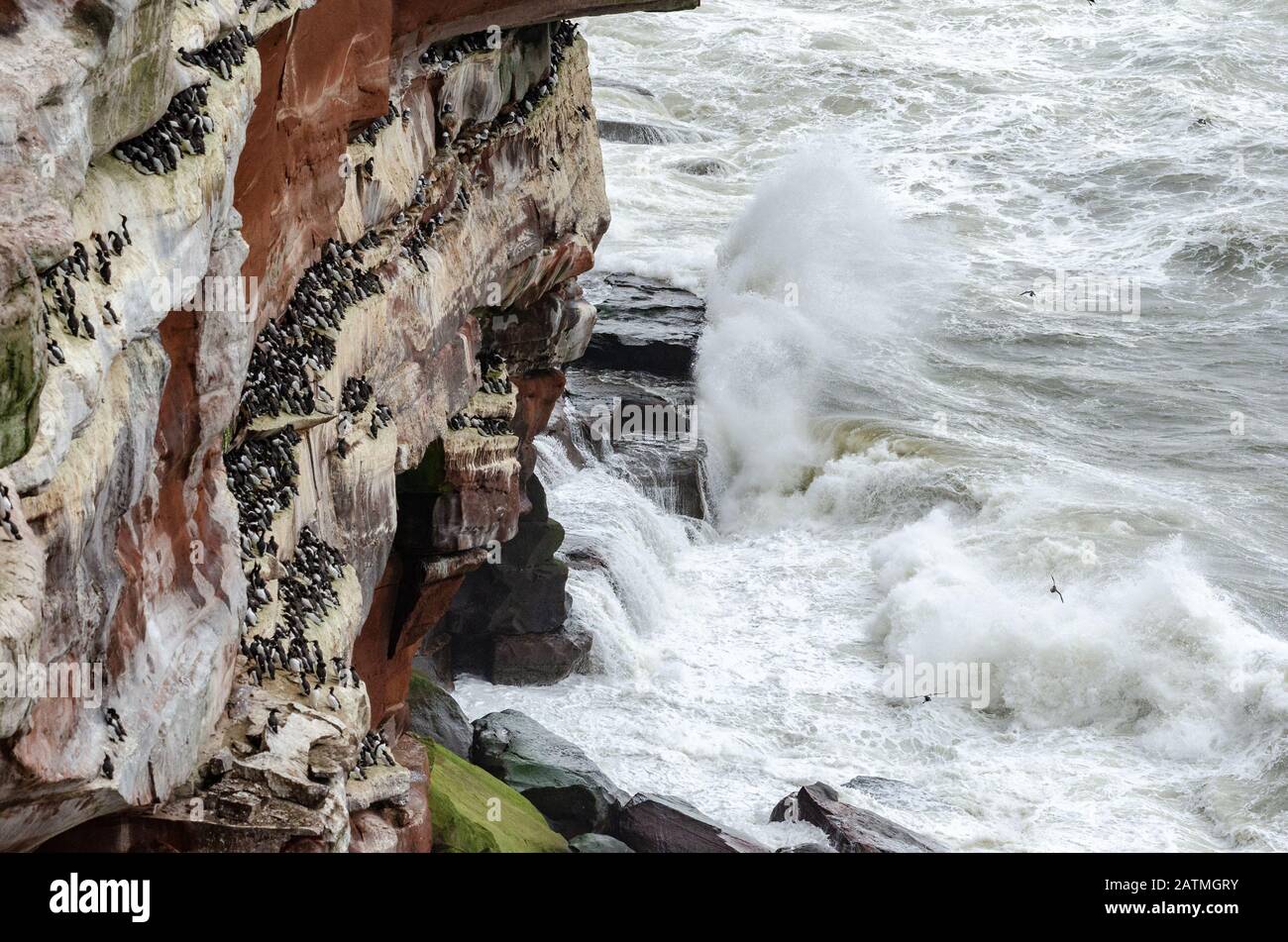 Nesting Common Guillemot (Uria Aalge) thront auf den Klippen von St Bees Kopf als rauer Meereseinbruch auf den Felsen darunter Stockfoto