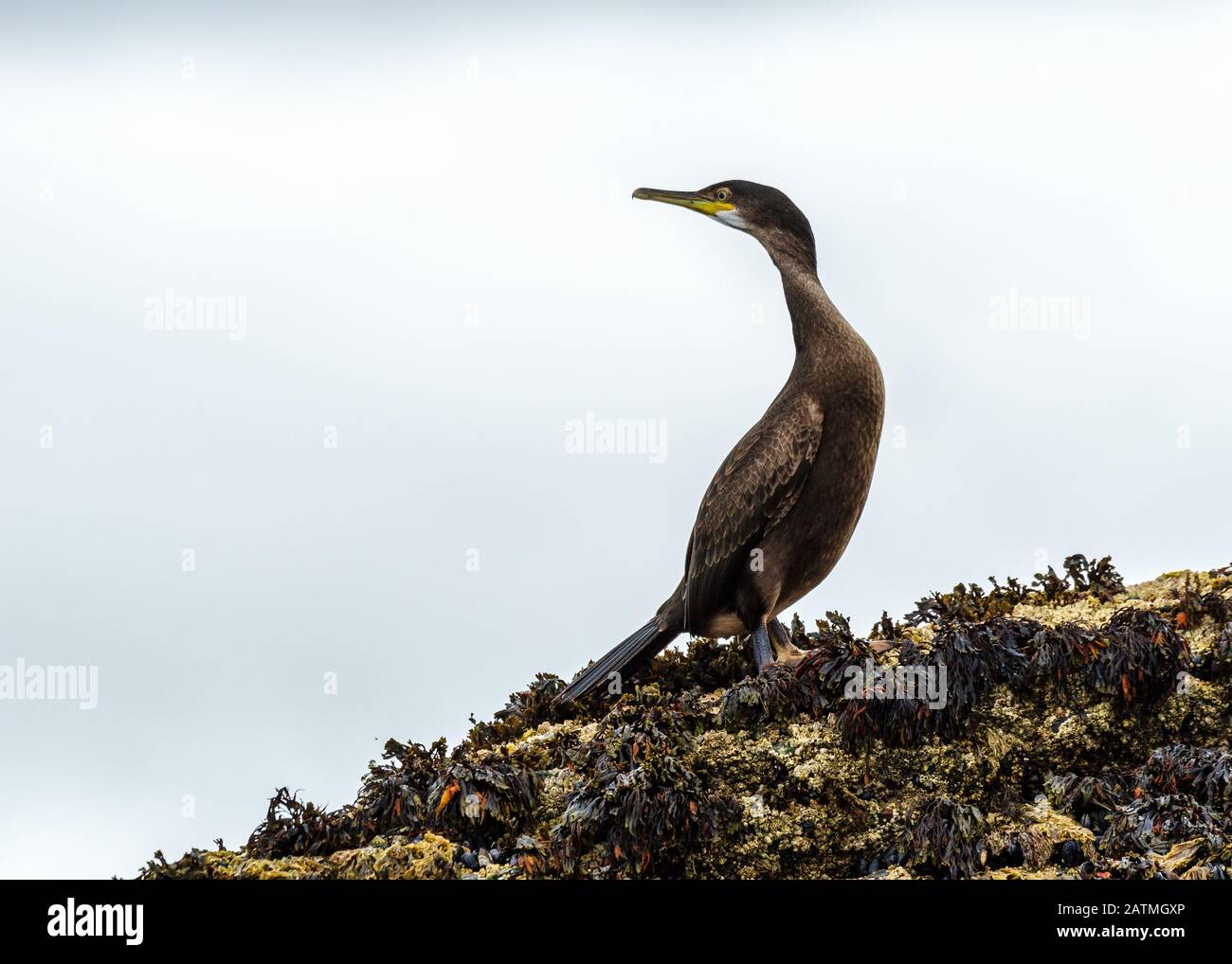 Europäische Schag (Phalacrocorax aristotelis) im Wintergefieder, das auf Algen bedeckten Felsen steht Stockfoto