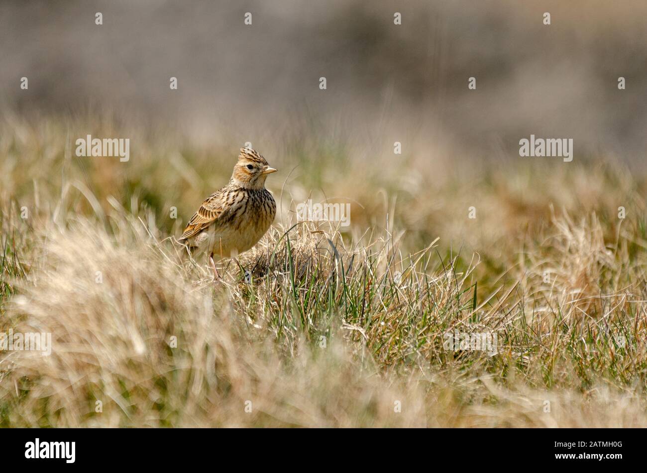 Eurasischer Skylark (Alauda arvensis), der auf Moorflächen im Gras sitzt Stockfoto