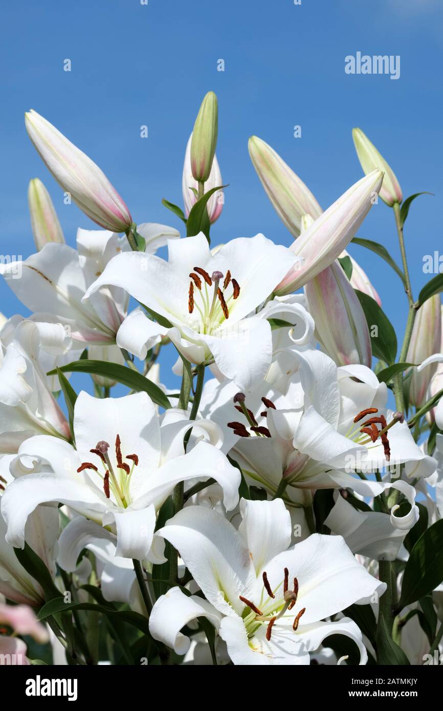 Nahaufnahme der weißen Blumen von Lilium 'Agostini', Lilie 'Agostini', Orientalische Trompetenlilie 'Agostini' Stockfoto