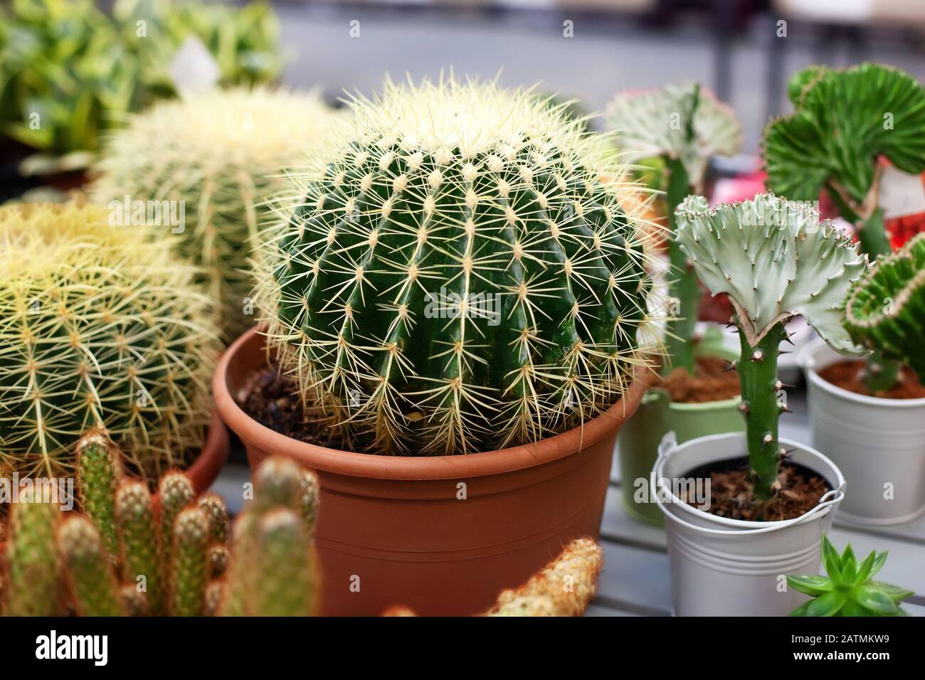 Großer Kaktus im Topf. Topfhaus Pflanzen Dekor. Home Garten Innenraum Stockfoto