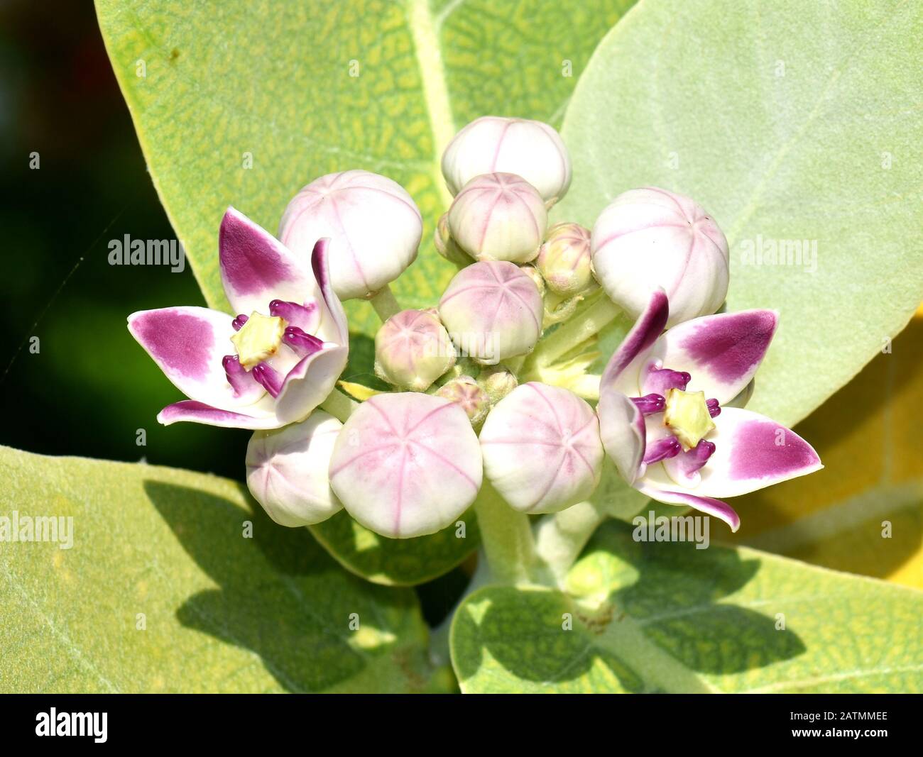 Rosafarbene und weiße Blumen auf der Sodom apfelpflanze Calotropis procera Stockfoto