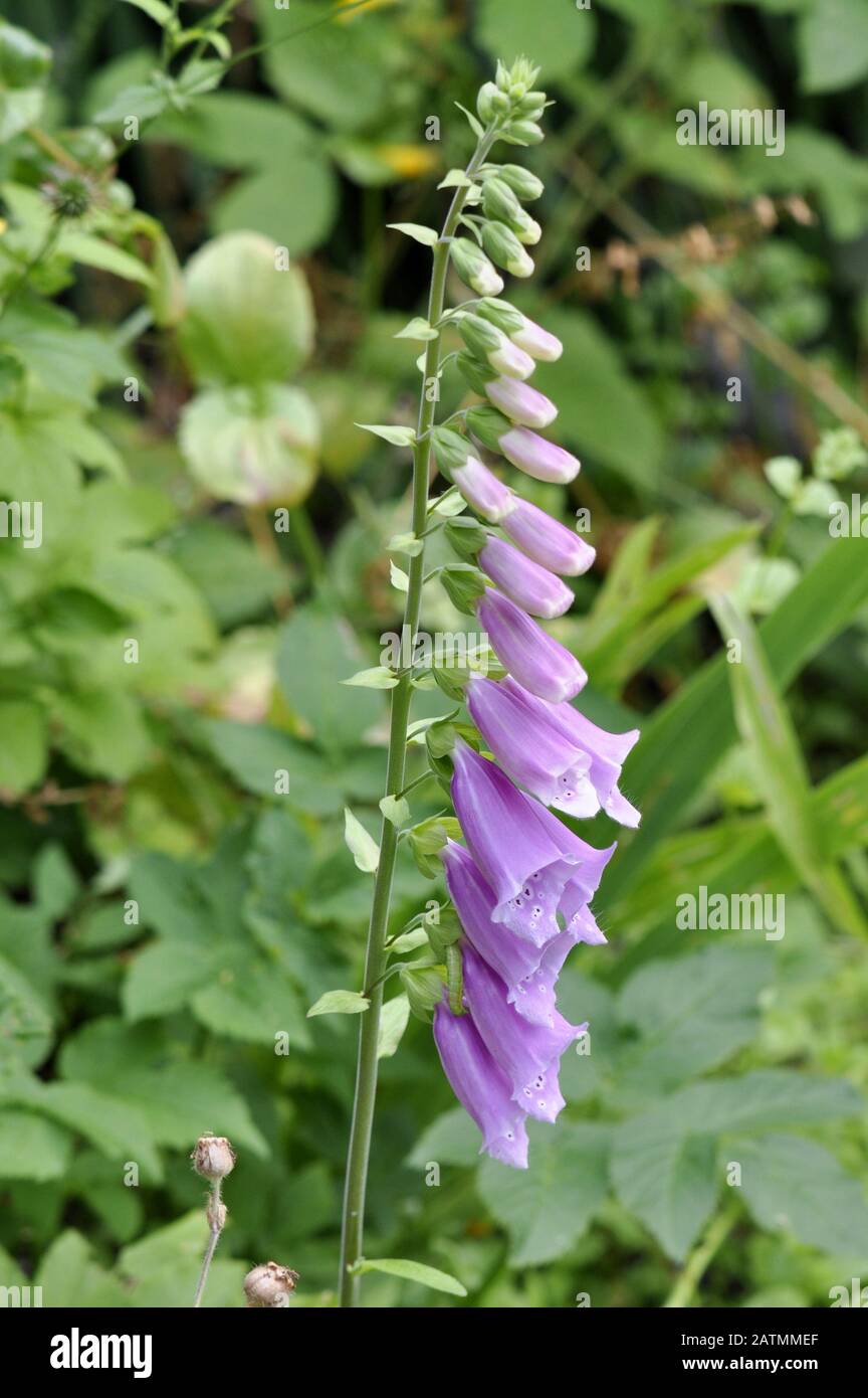 Die rosafarbene Blume des giftigen Pflanzenfoxhandschuhs Stockfoto