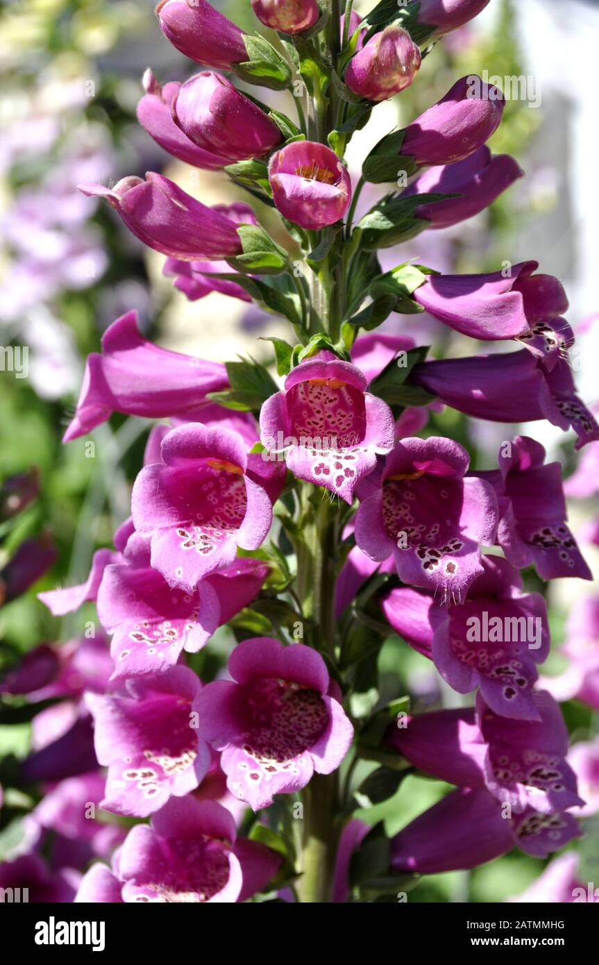 Die rosafarbene Blume des giftigen Pflanzenfoxhandschuhs Stockfoto