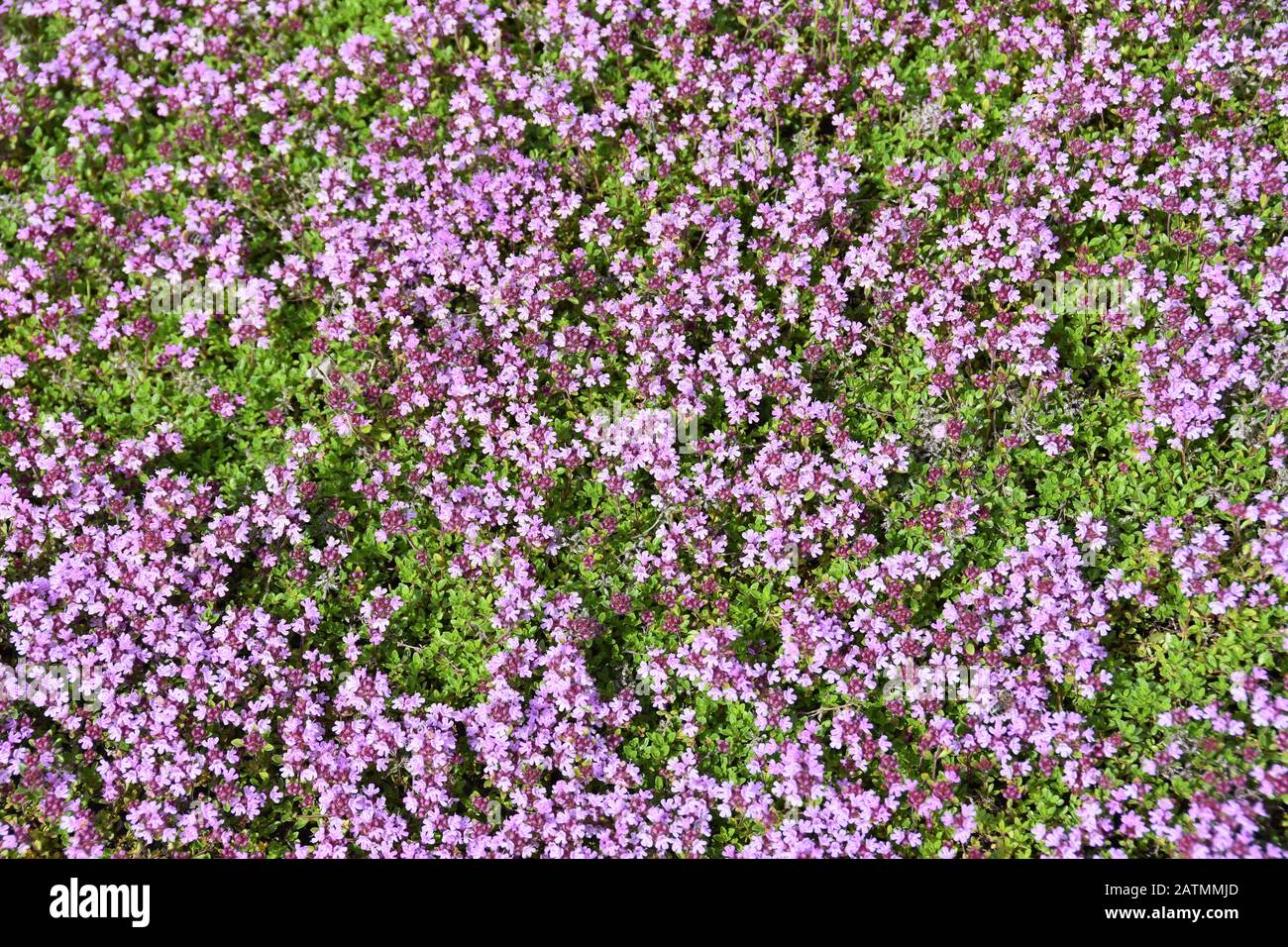 Thymus praecox arcticus Fotos und Bildmaterial in hoher Auflösung Alamy