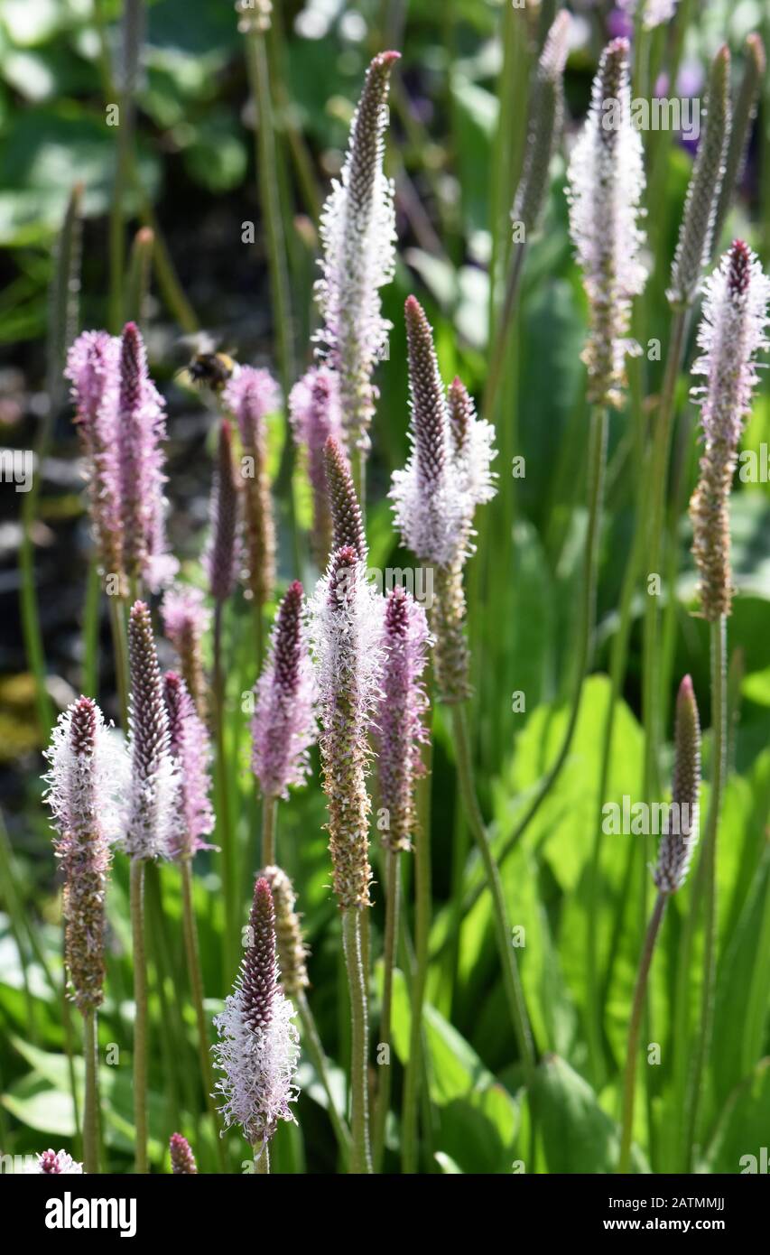 Hoary Plantain blumen Plantago Medien in einem Garten Stockfoto