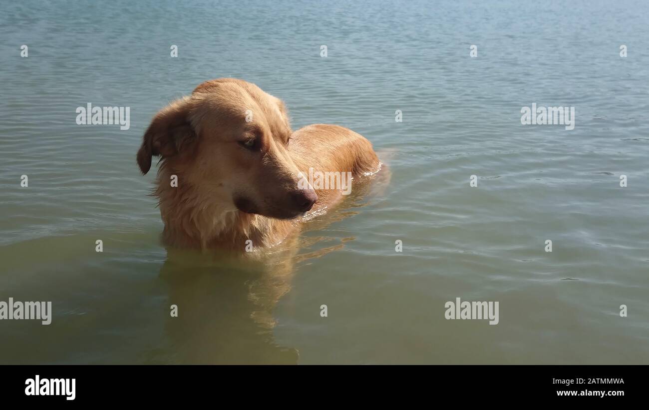 Hundeschwimmen im ägeischen Meerwasser. In der Türkei. Stockfoto