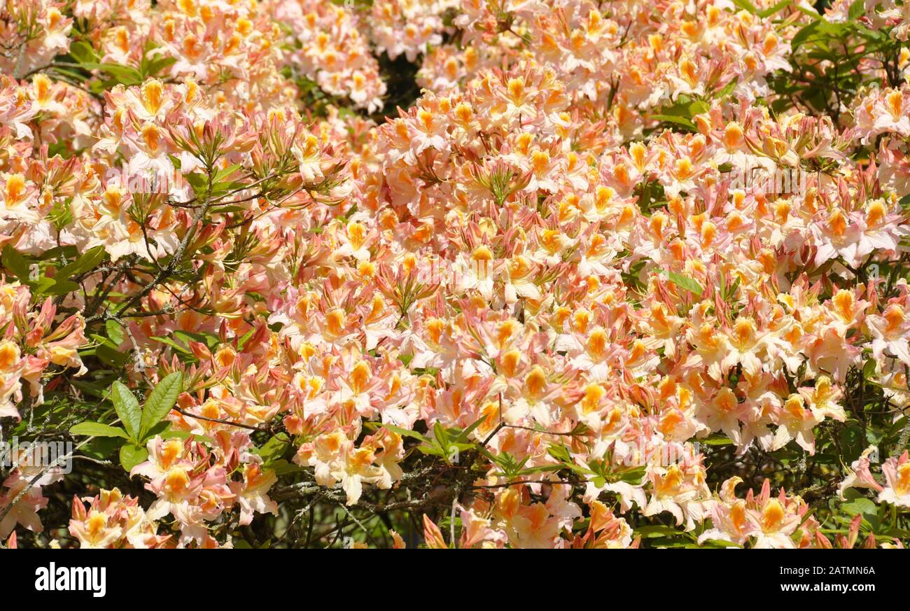 Orangefarbenes Rhödendron, das in einem Garten blüht Stockfoto