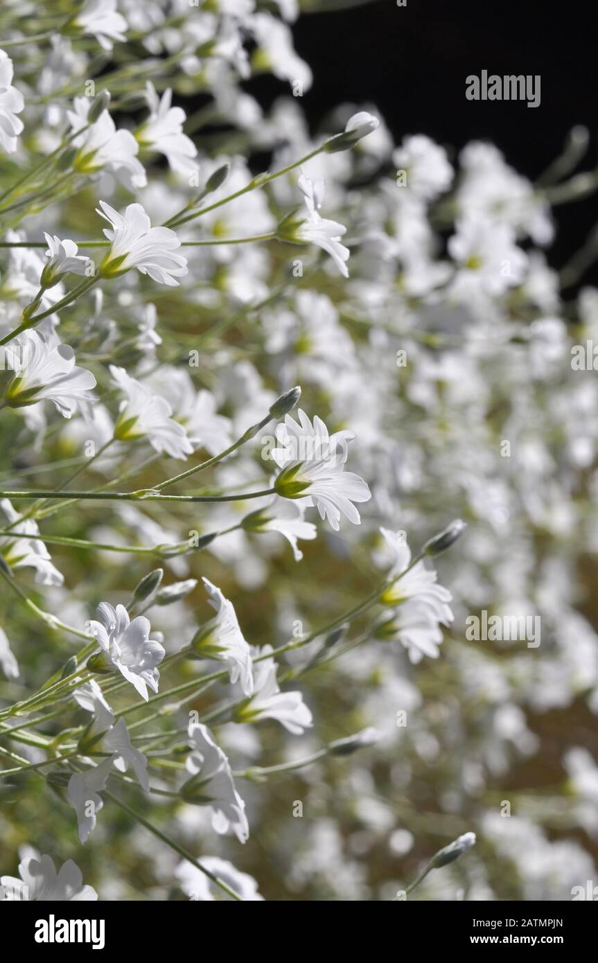 Gruppe der blühenden borealen Kicherunkraut Cerastium biebersteinii Stockfoto