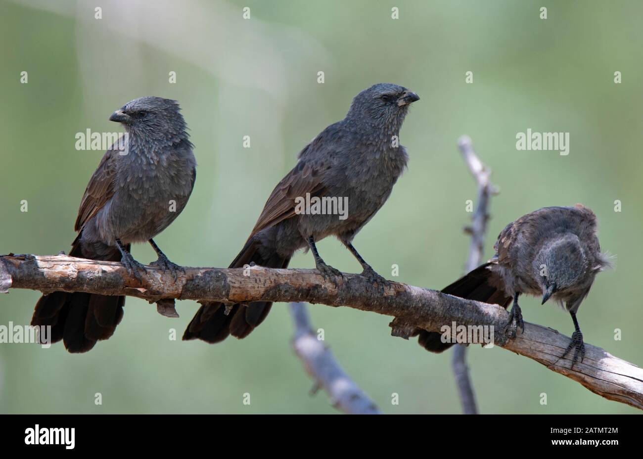 "Apostlebirds Social Birds of the Dry Woodlands of australia" Stockfoto